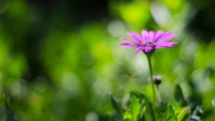 Blurred background flowers nature plants wallpaper