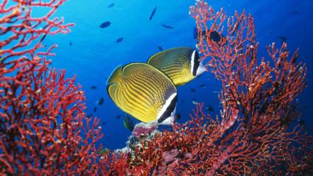 Coral fish natural tropical wallpaper
