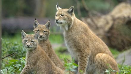 Cubs lynx wallpaper