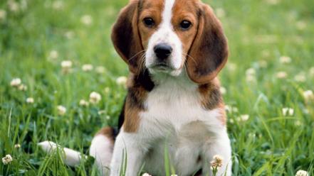 Cute beagle puppies wallpaper
