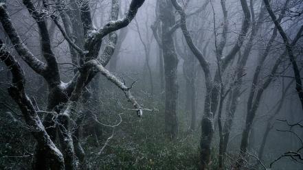 Dawn dead tree fog forests frost wallpaper