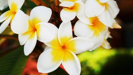 Hawaiian flowers wallpaper