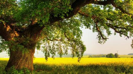 Landscapes natural scenery nature oak shade wallpaper