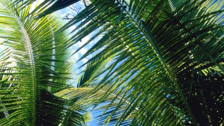 Nature palm leaves trees wallpaper