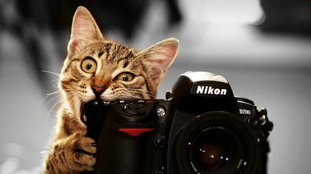 Nikon cats wallpaper