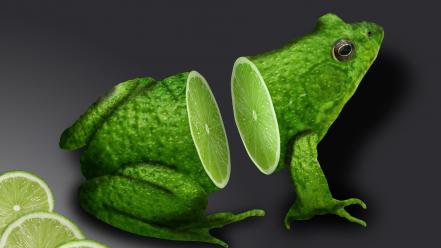 3d art animals design frogs wallpaper