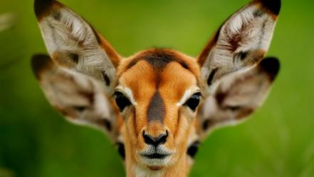 Animal ears animals wallpaper