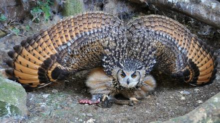Animals birds owls prey wallpaper