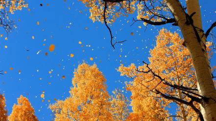 Autumn sky wallpaper