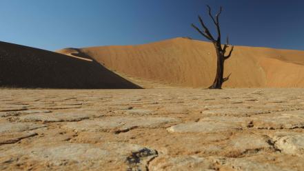 Barren deserts trees web wallpaper