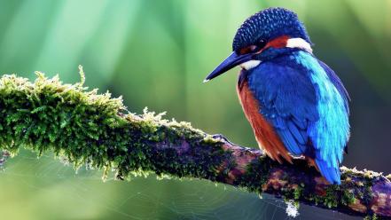 Birds branches kingfisher spider webs wallpaper