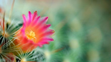 Cactus flowers macro wallpaper