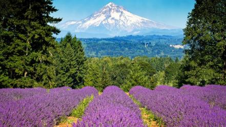 Mt. hood oregon flowers lavender mountains wallpaper