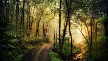 Pennsylvania creek dawning forests golden wallpaper