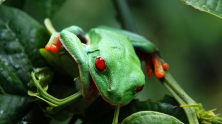 Red-eyed tree frog amphibians animals frogs green wallpaper