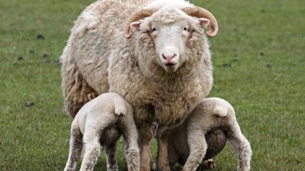 Animals baby lambs sheep wallpaper