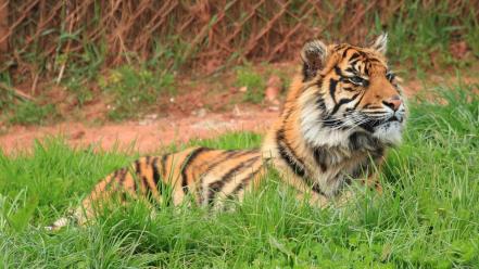 Animals big cats tigers wallpaper