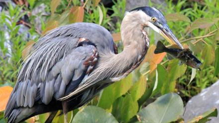 Animals birds fish herons hunting wallpaper