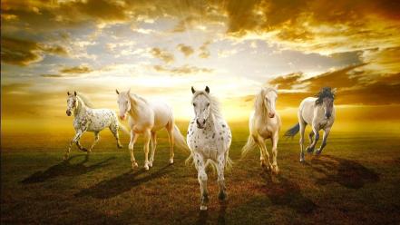 Animals horses prairie sunset white wallpaper