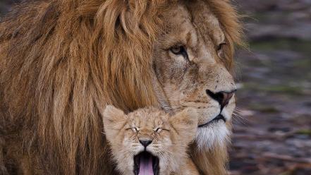 Animals lions wildlife wallpaper