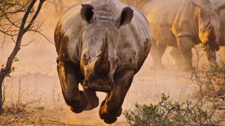 Animals rhinoceros wallpaper