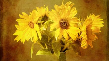 Artwork flowers sunflowers wallpaper