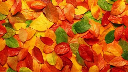 Autumn leaves nature seasons wallpaper