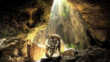 Cave tigers wild animals wallpaper