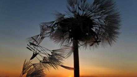 Dandelions flowers macro nature sunset wallpaper