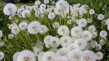 Dandelions grass wallpaper