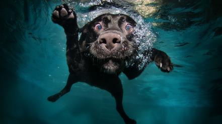 Dogs swimming pools underwater wallpaper