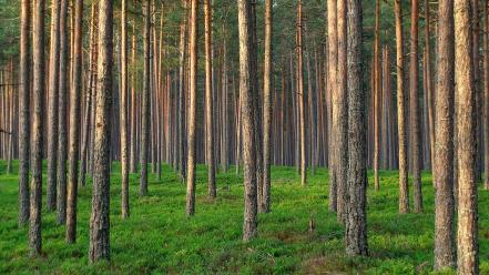 Estonia forests moss natural lighting nature wallpaper