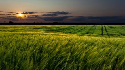 Fields landscapes sunset wallpaper