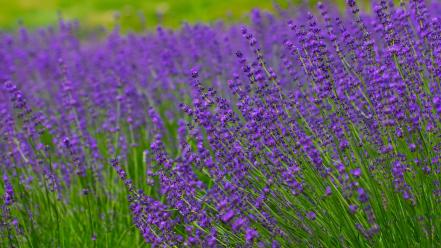Flowers lavender purple wallpaper