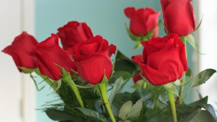 Flowers red roses wallpaper