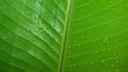 Green leaves nature water drops wallpaper