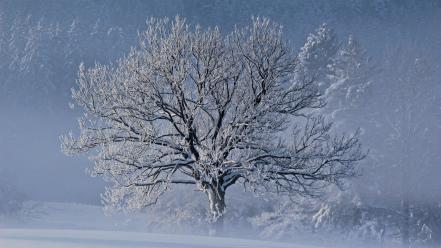 Nature photograph snow trees wallpaper