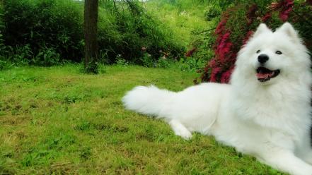 Samoyed dogs garden wallpaper