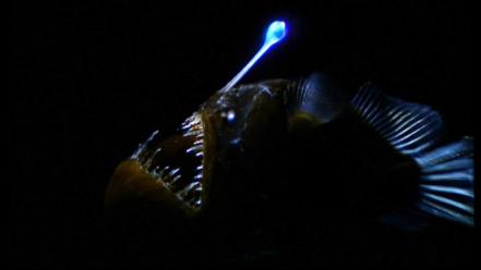 Angler fish wallpaper