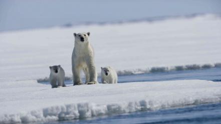 Animals arctic baby bears ice wallpaper