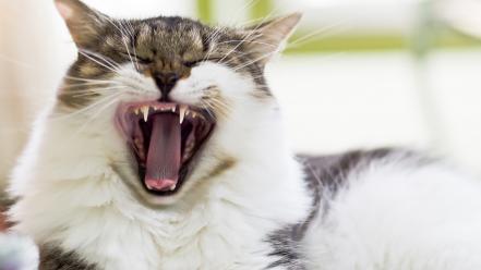 Animals cats open mouth yawning wallpaper