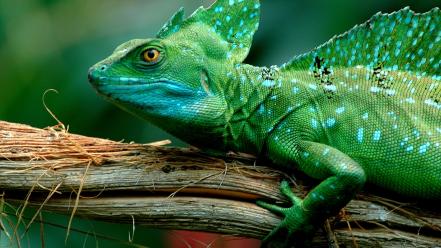 Basilisk animals lizards reptiles wildlife wallpaper