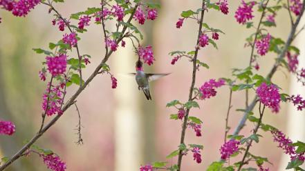 Birds hummingbirds pink flowers plants wallpaper