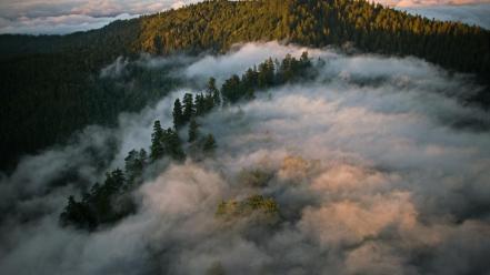 California redwoods clouds forests gray wallpaper