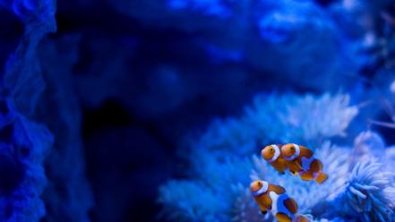 Clownfish fish reef underwater wallpaper