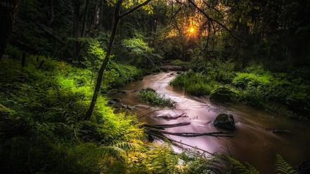 Creek forests green jungle landscapes wallpaper