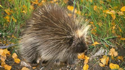 Don north american porcupine animals nature porcupines wallpaper