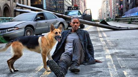 I am legend will smith actors dogs movies wallpaper