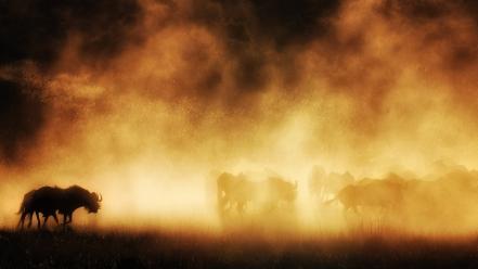 National geographic animals dust landscapes nature wallpaper