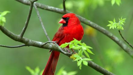 Northern cardinal pictures wallpaper